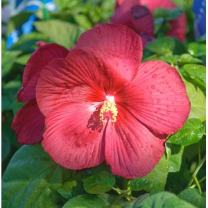 Leuchtend rote Staudeneibischblüte 'Summer in Paradise' (Hibiscus moscheutos) mit gelben Staubgefäßen.