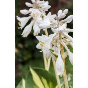 Nahaufnahme der weißen Blüten der Hosta Sieboldiana 'Great Expectations' Funkie.