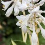 Nahaufnahme der weißen Blüten der Hosta Sieboldiana 'Great Expectations' Funkie.