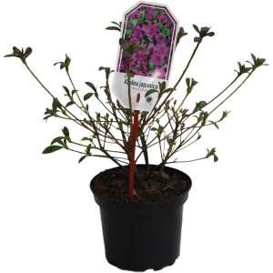 Japanische Azalee 'Blaue Donau' im Topf, violette Blüten. Rhododendron für Garten und Kübel.