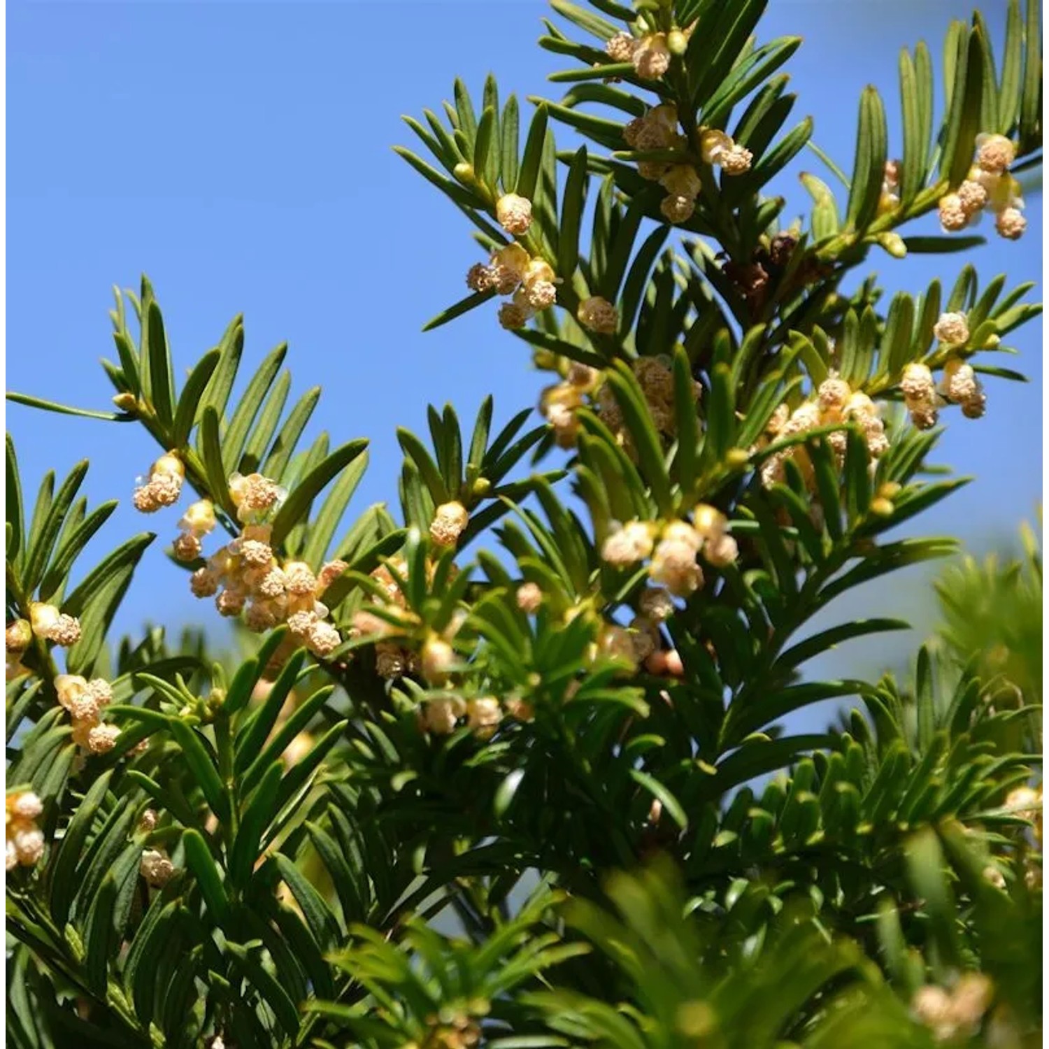 Nesteibe Nidiformis 40-50cm - Taxus media