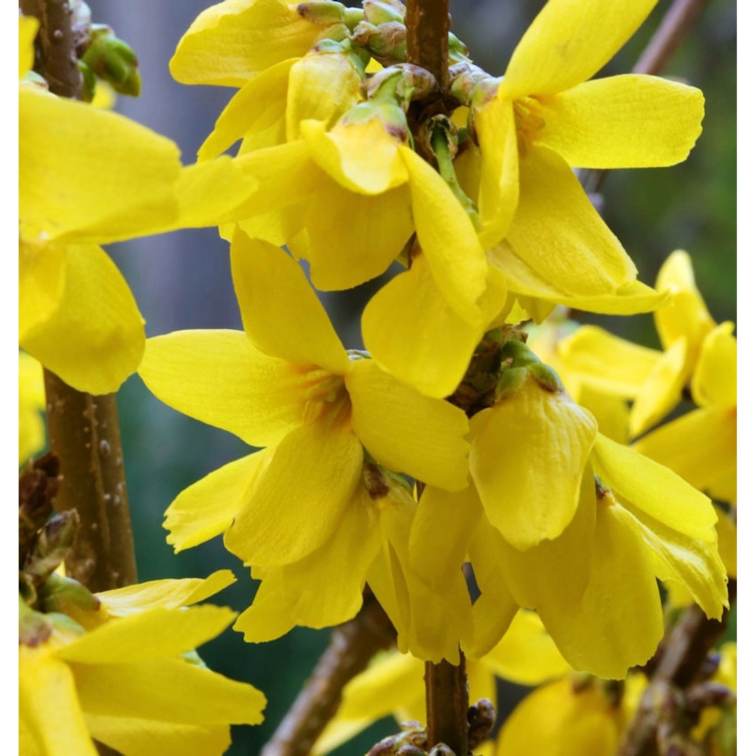 Forsythie Goldrausch 80-100cm - Forsythia Goldrausch günstig online kaufen