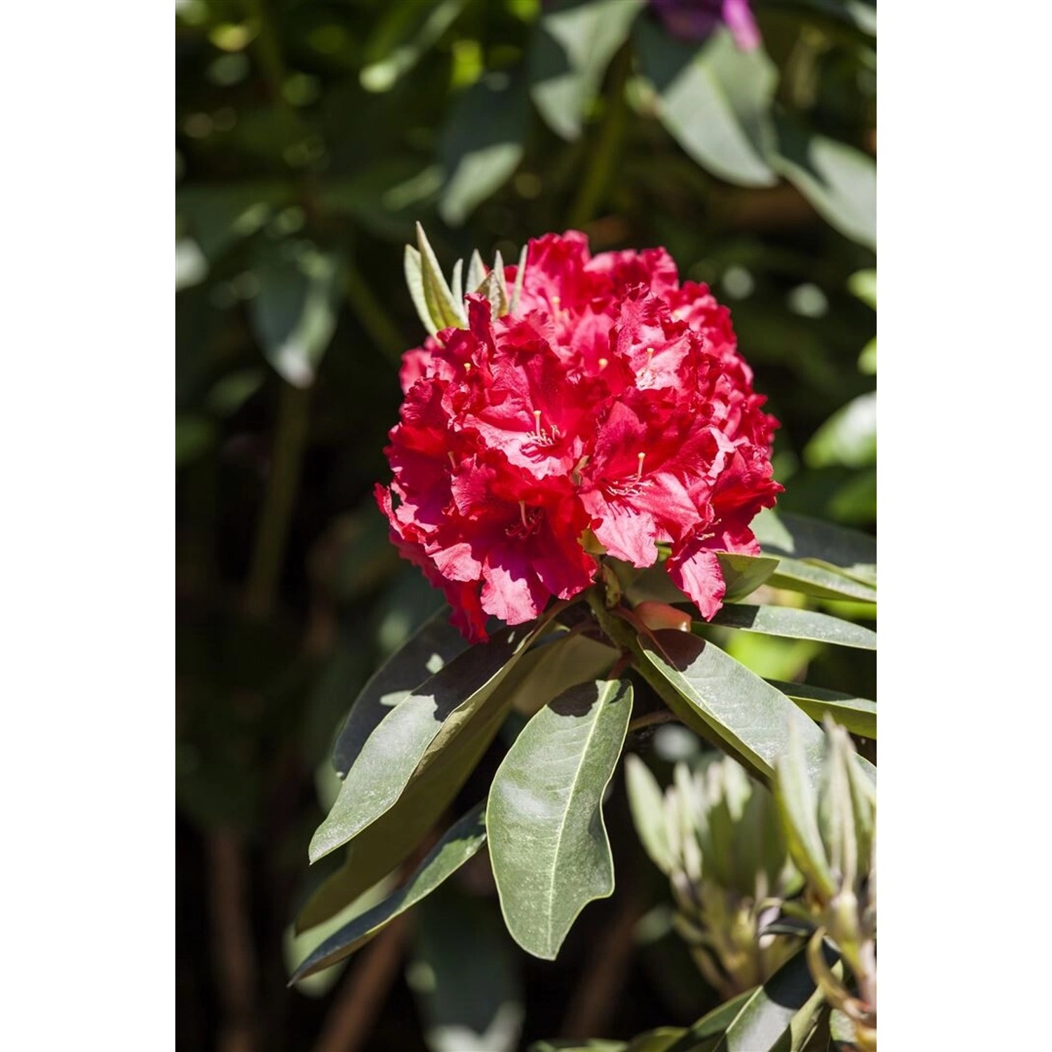 Rhododendron Hybr. Roter Korsar Rot 40–50 cm günstig online kaufen