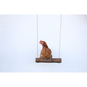 Braunes Huhn sitzt auf einer Hühnerschaukel mit Aufhängung vor weißer Wand.