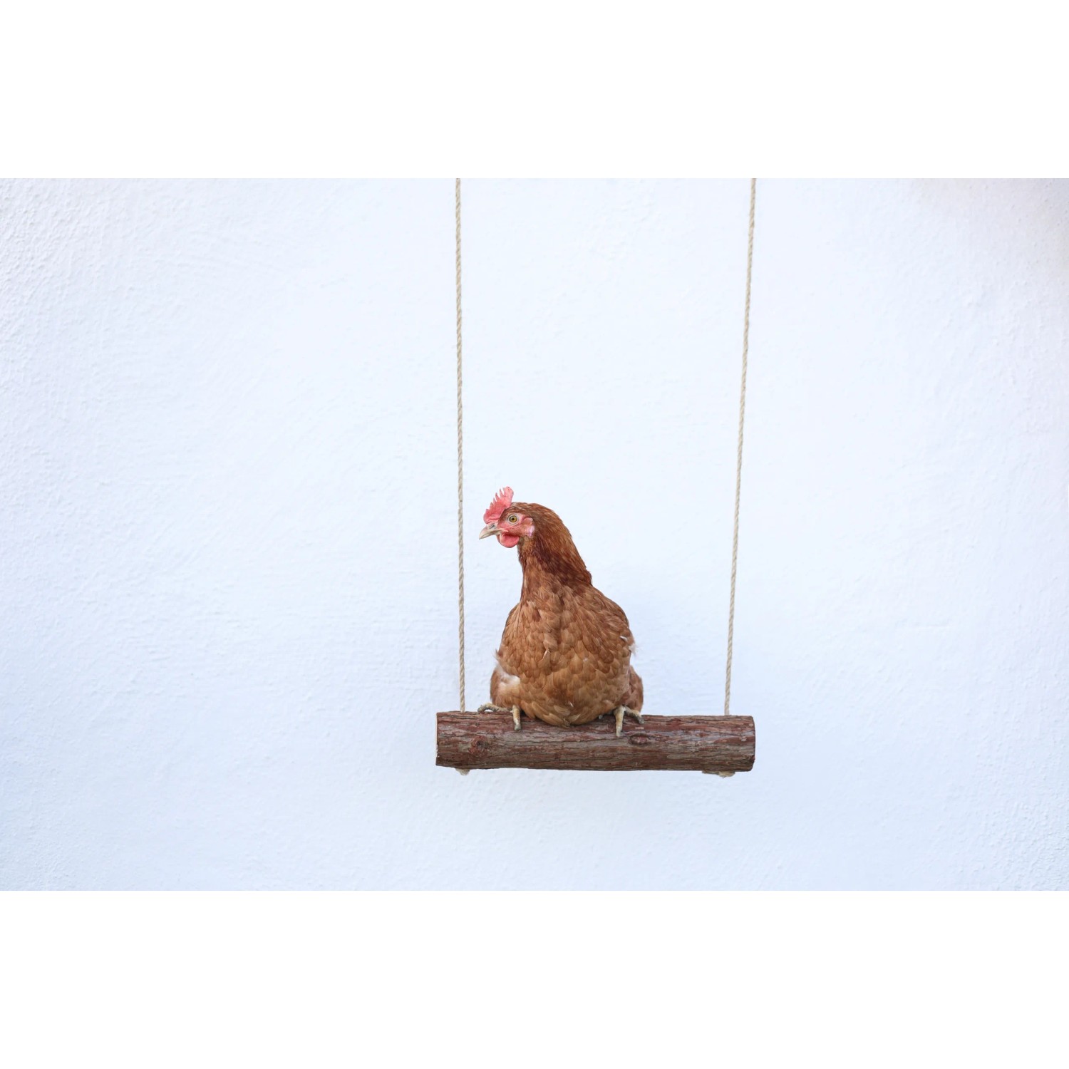 Braunes Huhn sitzt auf einer Hühnerschaukel mit Aufhängung vor weißer Wand.