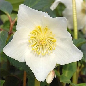 Nahaufnahme einer weißen Christrose Maximus Blüte mit gelber Mitte.