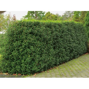 Immergrüne Hecke aus Portugiesischem Kirschlorbeer Angustifolia im Garten.