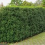 Immergrüne Hecke aus Portugiesischem Kirschlorbeer Angustifolia im Garten.