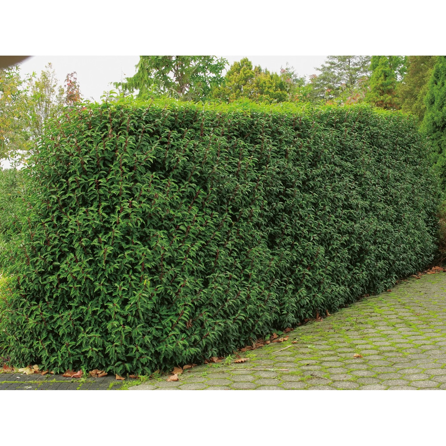 GROW by OBI Prunus lusitanica 40 cm 5 l Portugiesischer Kirschlorbeer  kaufen bei OBI