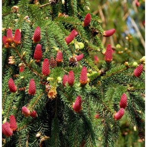 Nahaufnahme einer Zapfenfichte Acrocona (Picea abies) mit vielen roten Zapfen an grünen Nadeln.