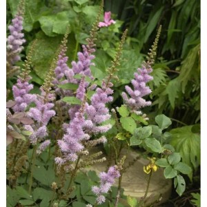 Nahaufnahme der Teppich-Spiere (Astilbe chinensis) mit zarten, lilafarbenen Blütenständen.