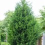 Grüne Cupressocyparis leylandii Heckenpflanze, 40-60 cm hoch.