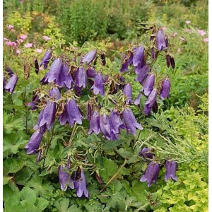 Punktierte Glockenblume Sarastro - Campanula punctata