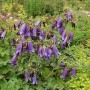 Punktierte Glockenblume Sarastro mit zahlreichen violetten, glockenförmigen Blüten in einem Gartenbeet. Staude.