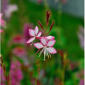 Nahaufnahme der Prachtkerze Rosy Jane mit rosa-weißen Blüten vor grünem Hintergrund.