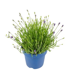 Lavendel 'Hidcote Blue' im blauen Topf, violette Blütenstände. Aromatische Kübelpflanze.
