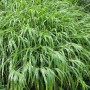 Grünes Hakonechloa 'Greenhills' Japanisches Waldgras im Topf.