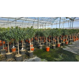 Sunny-Tree Oleander auf Stamm Farbe Weiß Nerium Oleander Höhe 140-160 cm Pflanze für Draußen Immergrün im Winter Mediterrane Pflanze