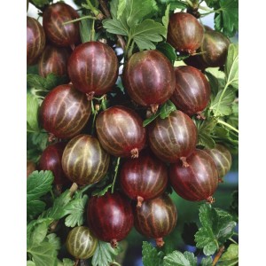 Rote Stachelbeeren der Sorte Hinnonmäki Rot an einem Beerenstrauch.