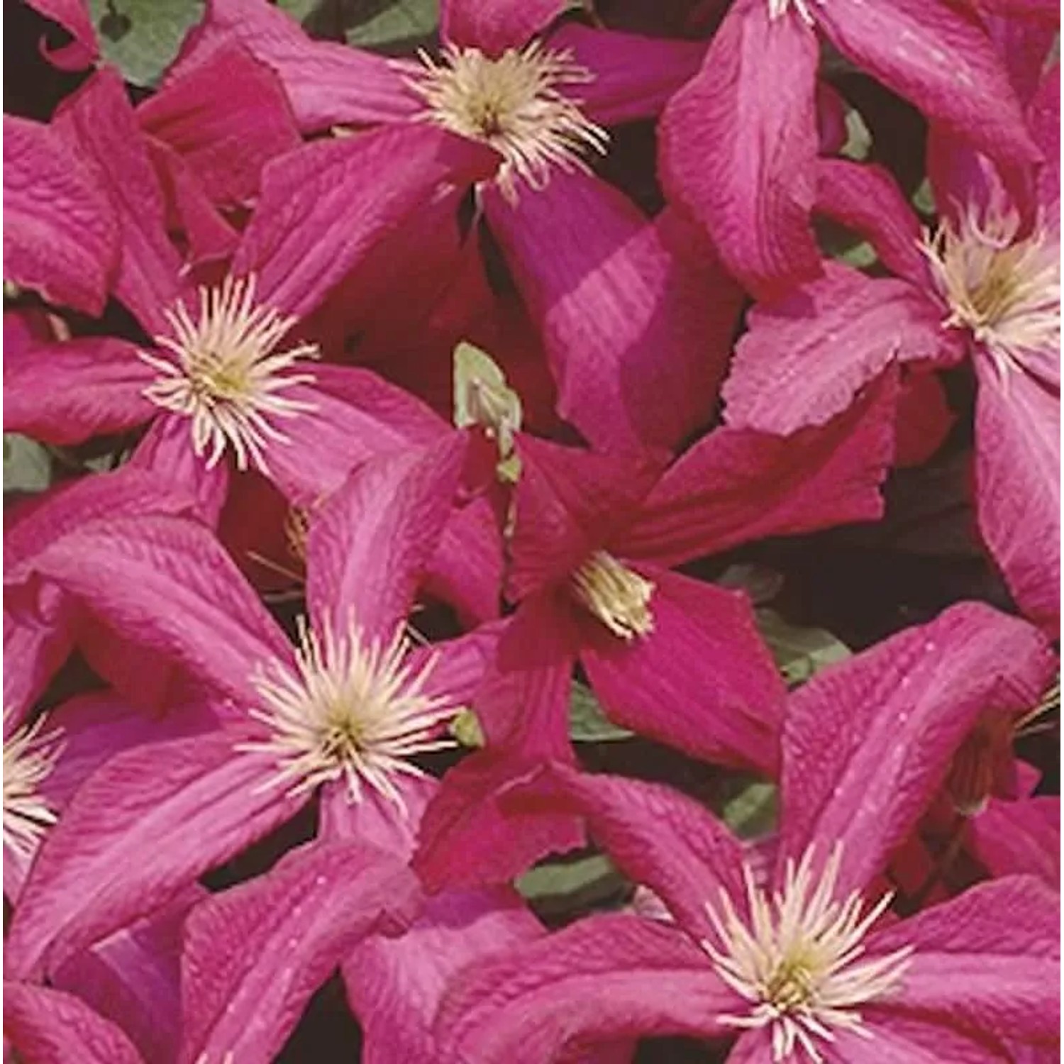 Robuste Waldrebe Madame Julia Correvon 125-150cm - Clematis viticella