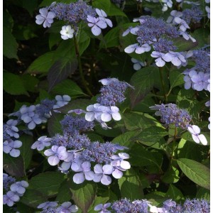 Tellerhortensie Bluebird (Hydrangea serrata) mit blauen Blüten und grünen Blättern.