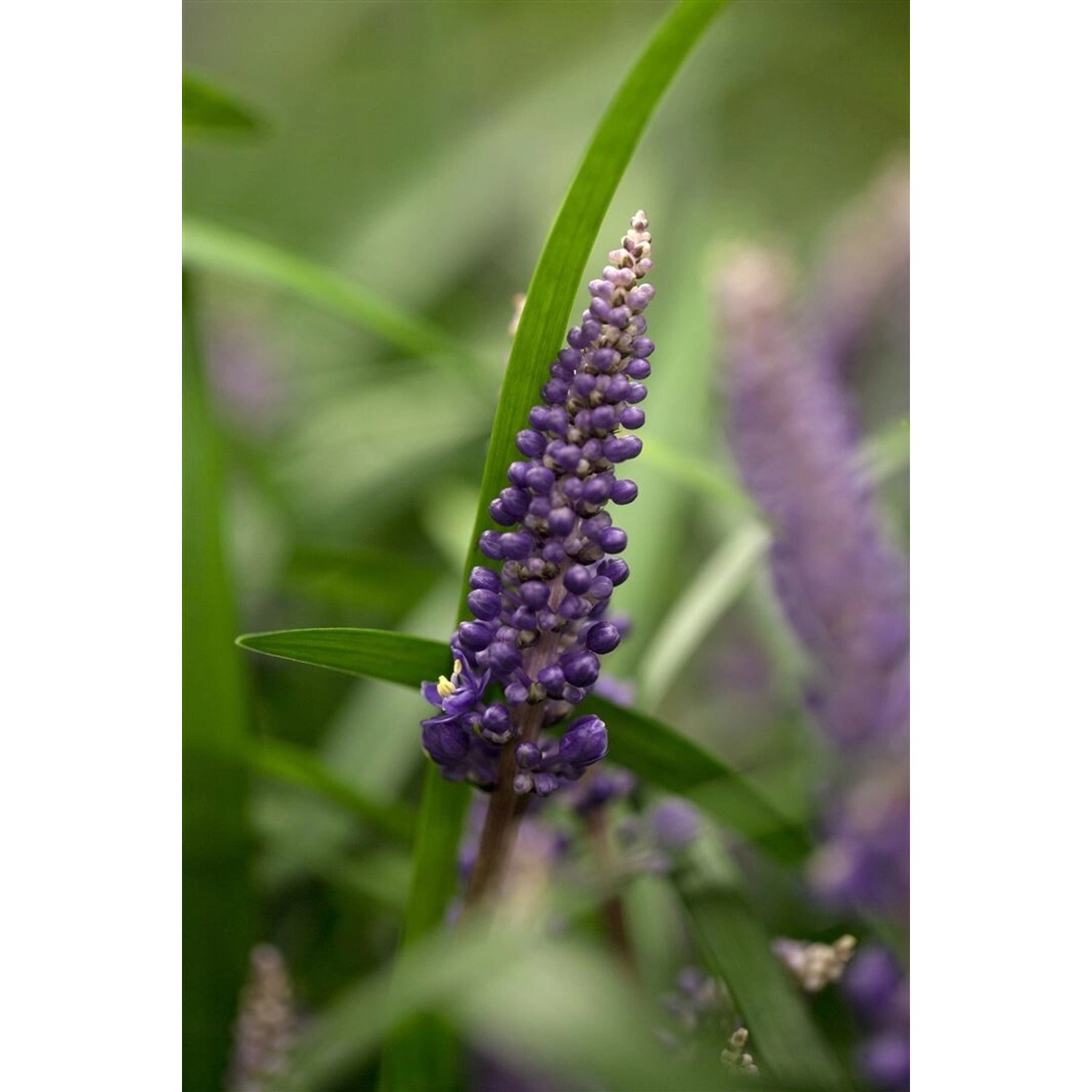 Liriope Muscari Lilientraube Ca. 9x9 cm Topf günstig online kaufen