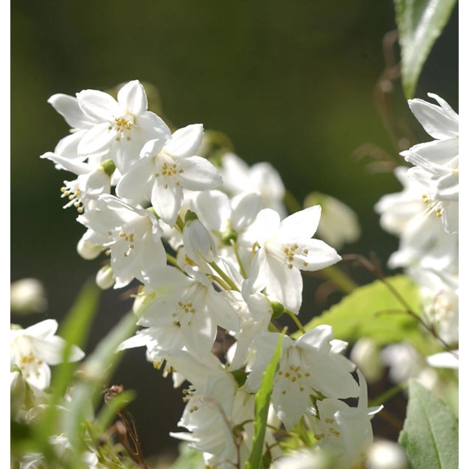 Kleine Deutzie Maiblumenstrauch 30-40cm - Deutzia gracilis günstig online kaufen