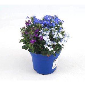 Blühende Lobelie Hot Bavaria im Topf (Topf-Ø ca. 12 cm) mit blauen, weißen und lila Blüten.
