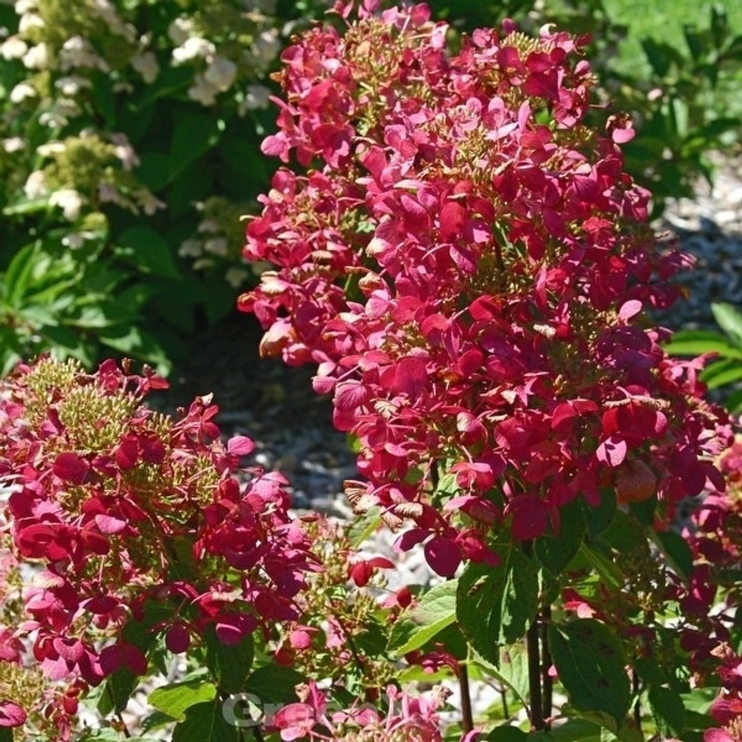 Rispenhortensie Magical Vesuvio 40-60cm - Hydrangea paniculata günstig online kaufen