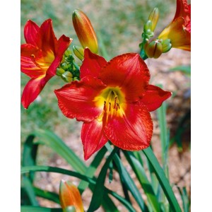 Leuchtend rote Taglilie 'Christmas Is' im Topf, eine attraktive Staude für sonnige Standorte.