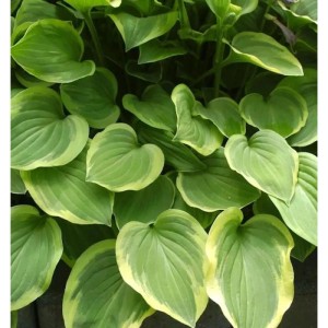 Nahaufnahme der Felsen Funkie 'Golden Tiara' (Hosta nakaiana) mit grün-gelben Blättern.