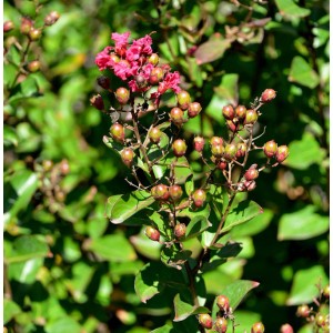 Chinesische Kräuselmyrte Coccinea mit roten Blüten und grünen Blättern.
