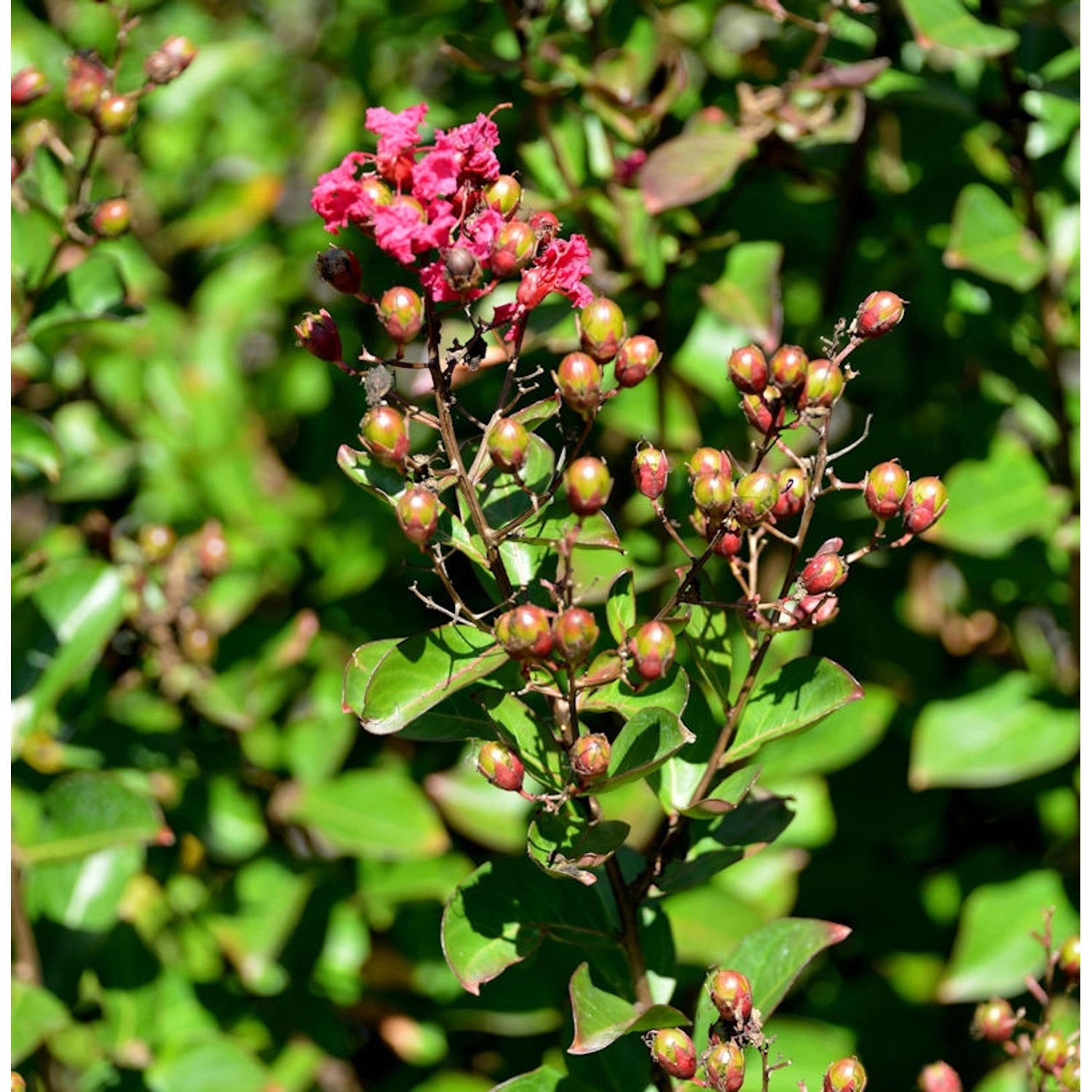 Chinesische Kräuselmyrte Coccinea 30-40cm - Lagerstroemia indica günstig online kaufen