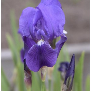 Nahaufnahme einer blauen Deutschen Schwertlilie (Iris germanica) im Garten.