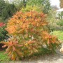 Farnwedel-Essigbaum (Rhus typhina) mit orange-rotem Laub im Garten.