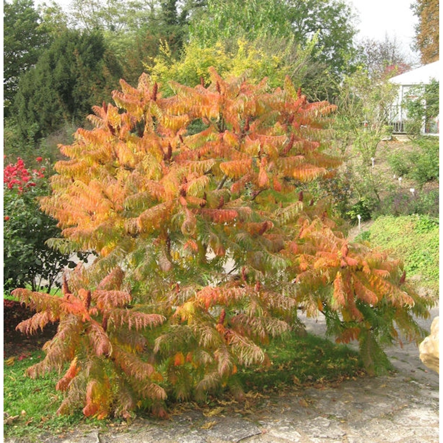 Farnwedel Essigbaum 40-60cm - Rhus typhina günstig online kaufen