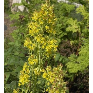 Blühende Echte Goldrute (Solidago virgaurea), eine gelbe Staude für sonnige Standorte.