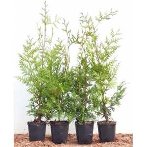 Thuja 'Brabant' 40-60 cm im Topf, grüne Heckenpflanze für Sichtschutz im Garten.