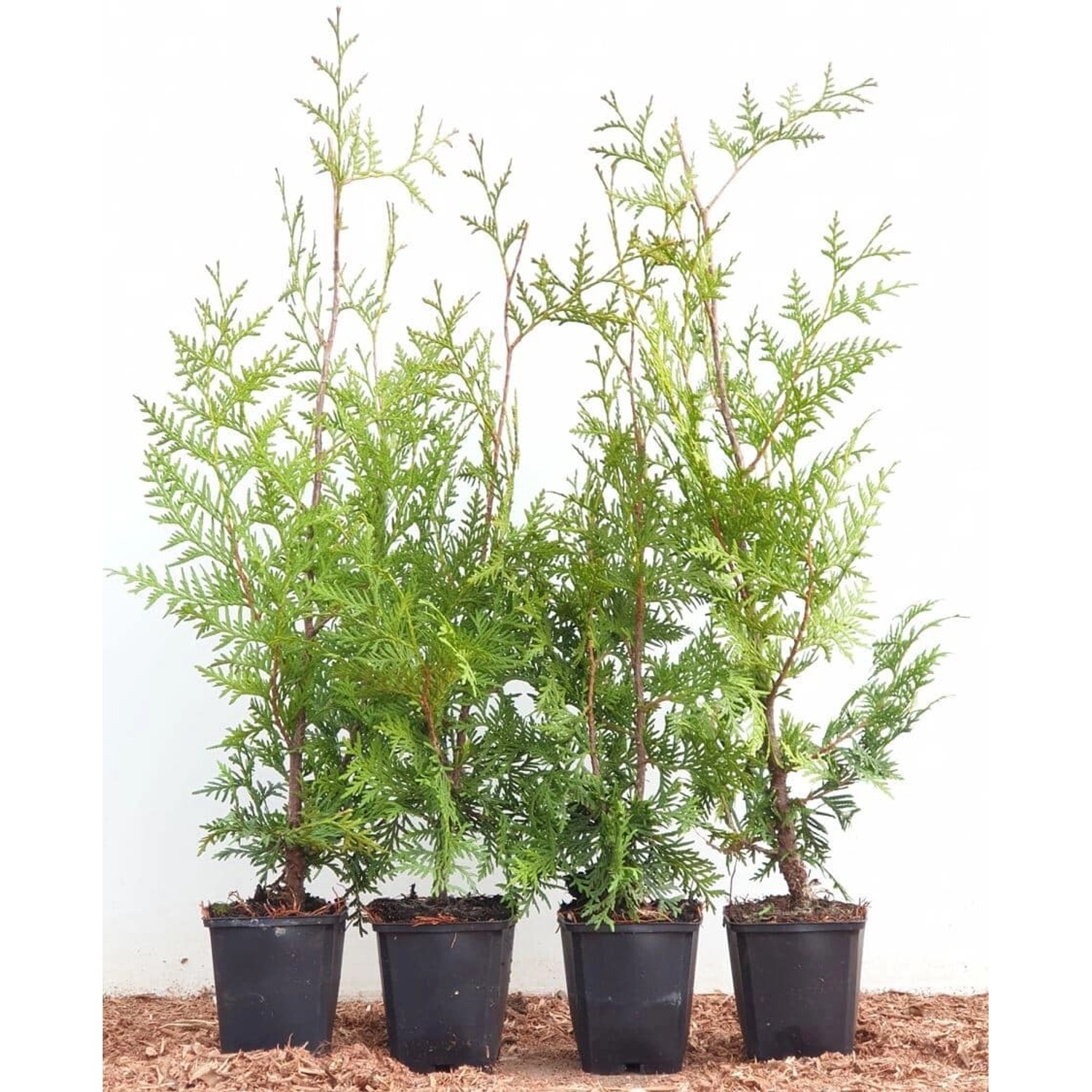 Thuja occidentalis 'Brabant' 40-60 cm günstig online kaufen