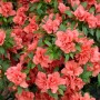 Rosa Rhododendron Obtusum Cherie Azalee mit üppigen Blüten und grünen Blättern.