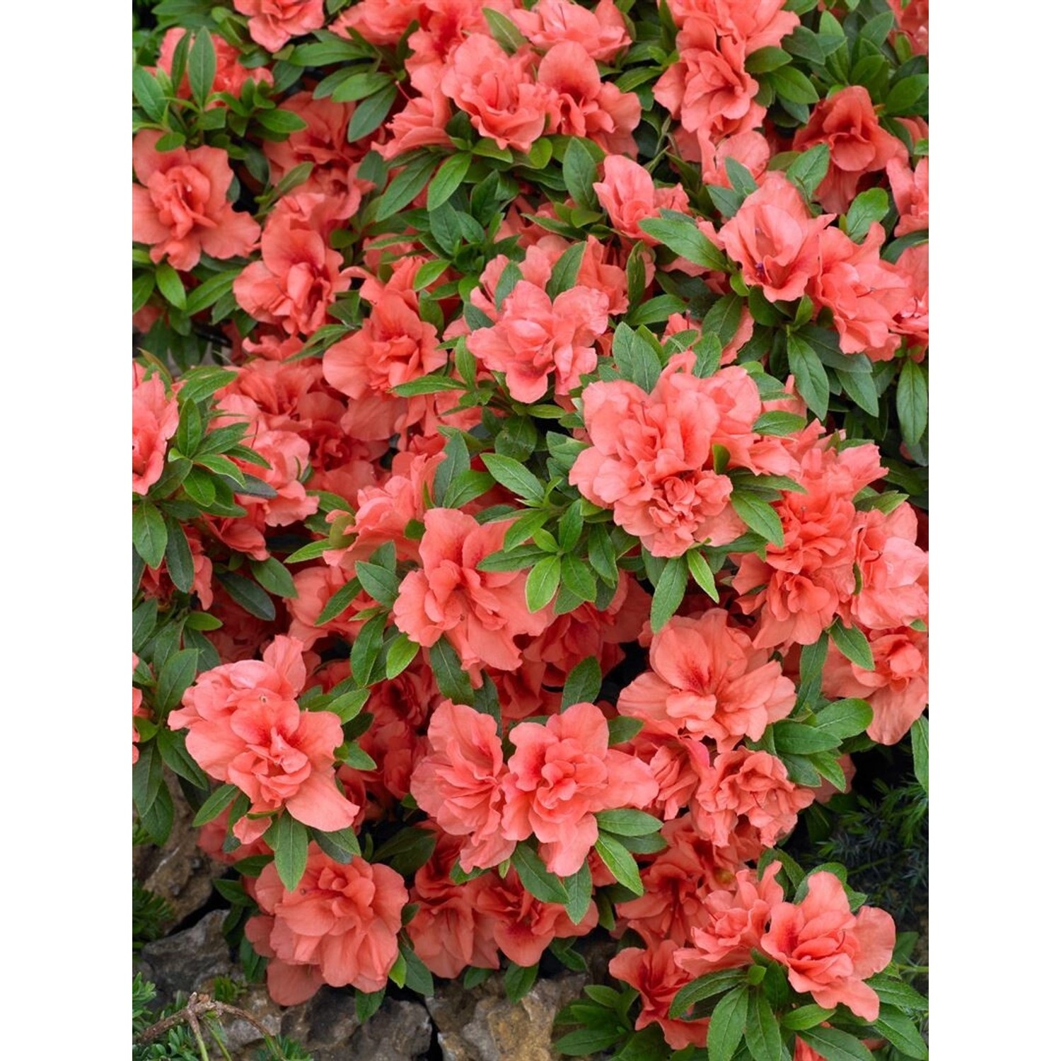 Rhododendron Obtusum Cherie Azalee Rosa Blüten 20–25 cm günstig online kaufen