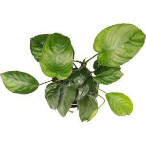 Dennerle Aquariumpflanze Anubias Barteri, grüne Wasserpflanze für Aquarien.