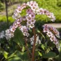 Blühende Herzblatt Bergenie 'Schneekönigin' mit weißen Blüten und grünen Blättern im Garten.