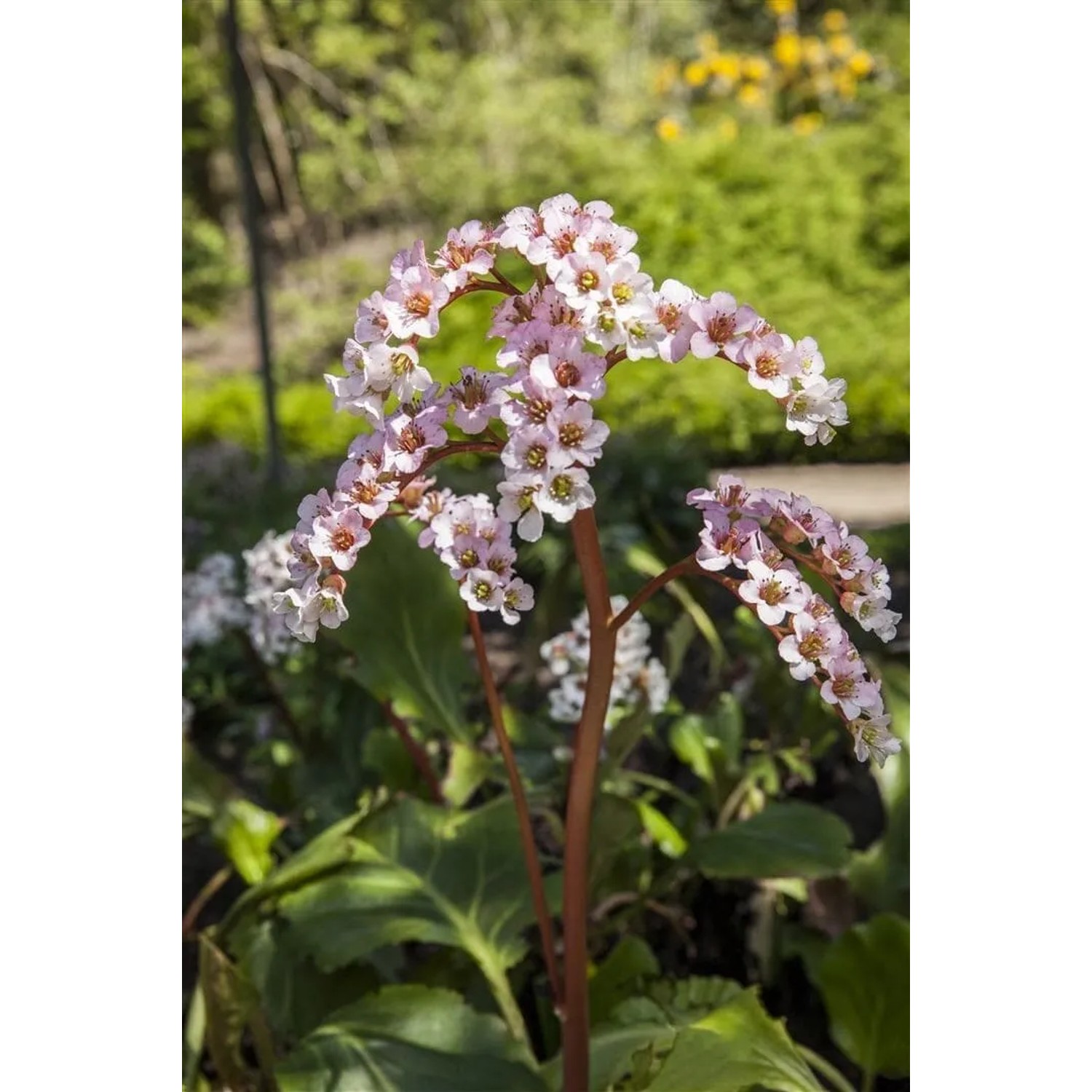 Blühende Herzblatt Bergenie 'Schneekönigin' mit weißen Blüten und grünen Blättern im Garten.