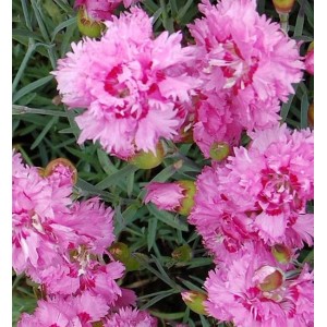 Nahaufnahme der rosa Federnelke Maggie (Dianthus plumarius) im Garten.