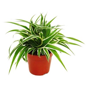 Grünlilie 'Chlorophytum' im braunen Topf, 12cm, 3er Set. Zimmerpflanze mit grün-weißen Blättern.