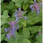 Nahaufnahme der blühenden Katzenminze Superba (Nepeta racemosa) Staude mit grünen Blättern und lila Blüten.