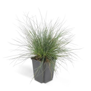 Blauschwingel 'Elijah Blue' Ziergras im 9cm Topf, 12er Set. Winterhart, ideal als Bodendecker.