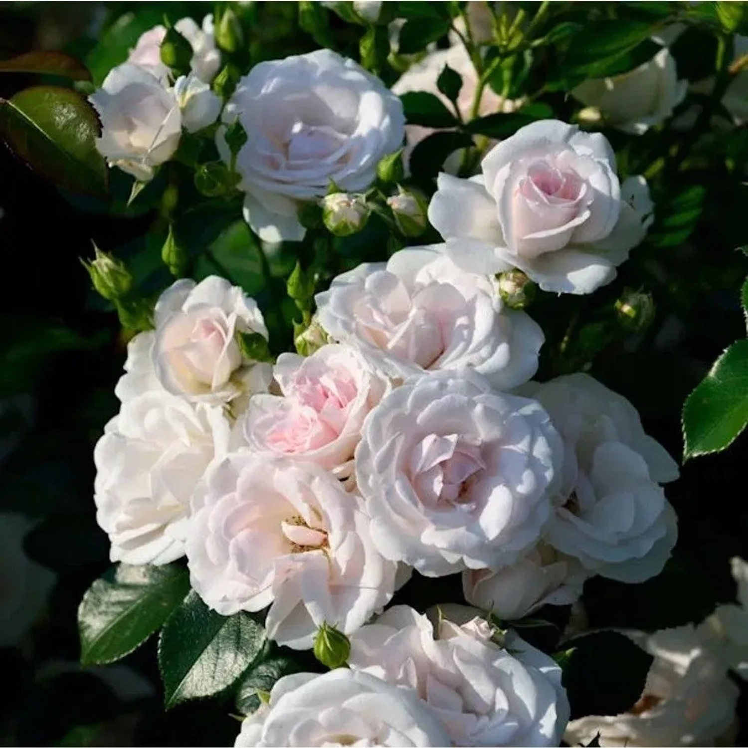Floribundarose Aspirin Rose 30-60cm