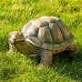 VERDOBA Gartendeko Safari Gartenfigur Schildkröte_2